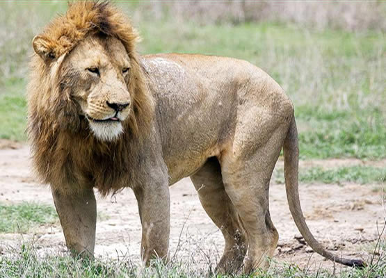 big lion in tanzania