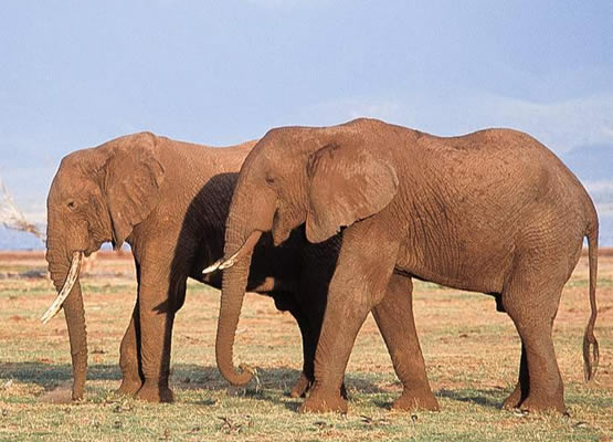elephants in tanzania