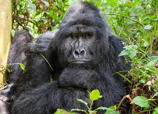 gorilla trekking in bwindi