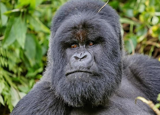 silverback in rwanda